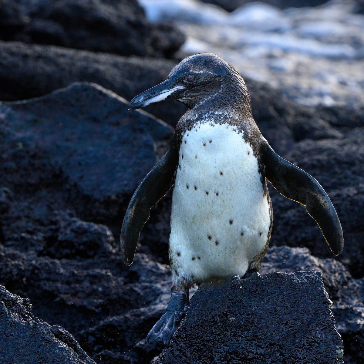 Galapagos Penguin - ML621080571