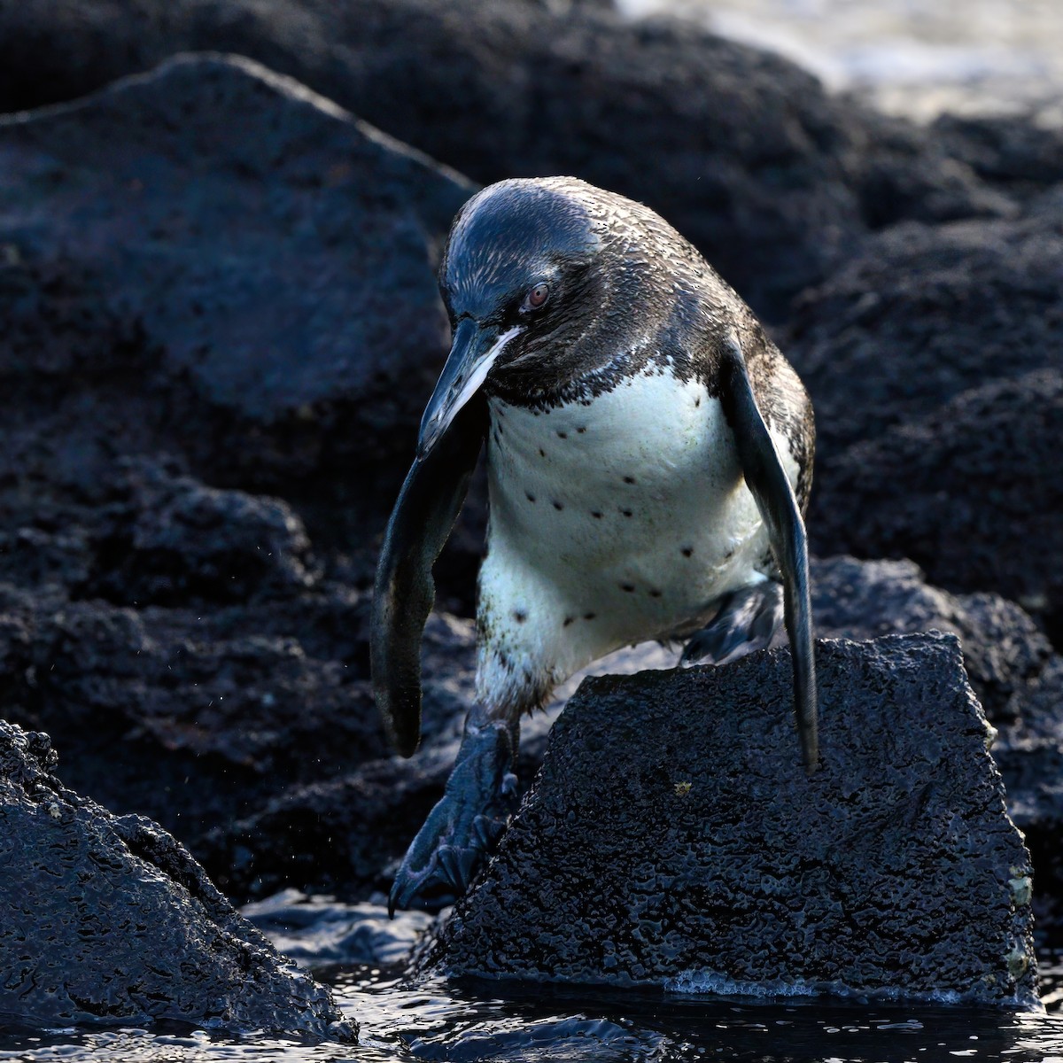 Pingüino de Galápagos - ML621080572
