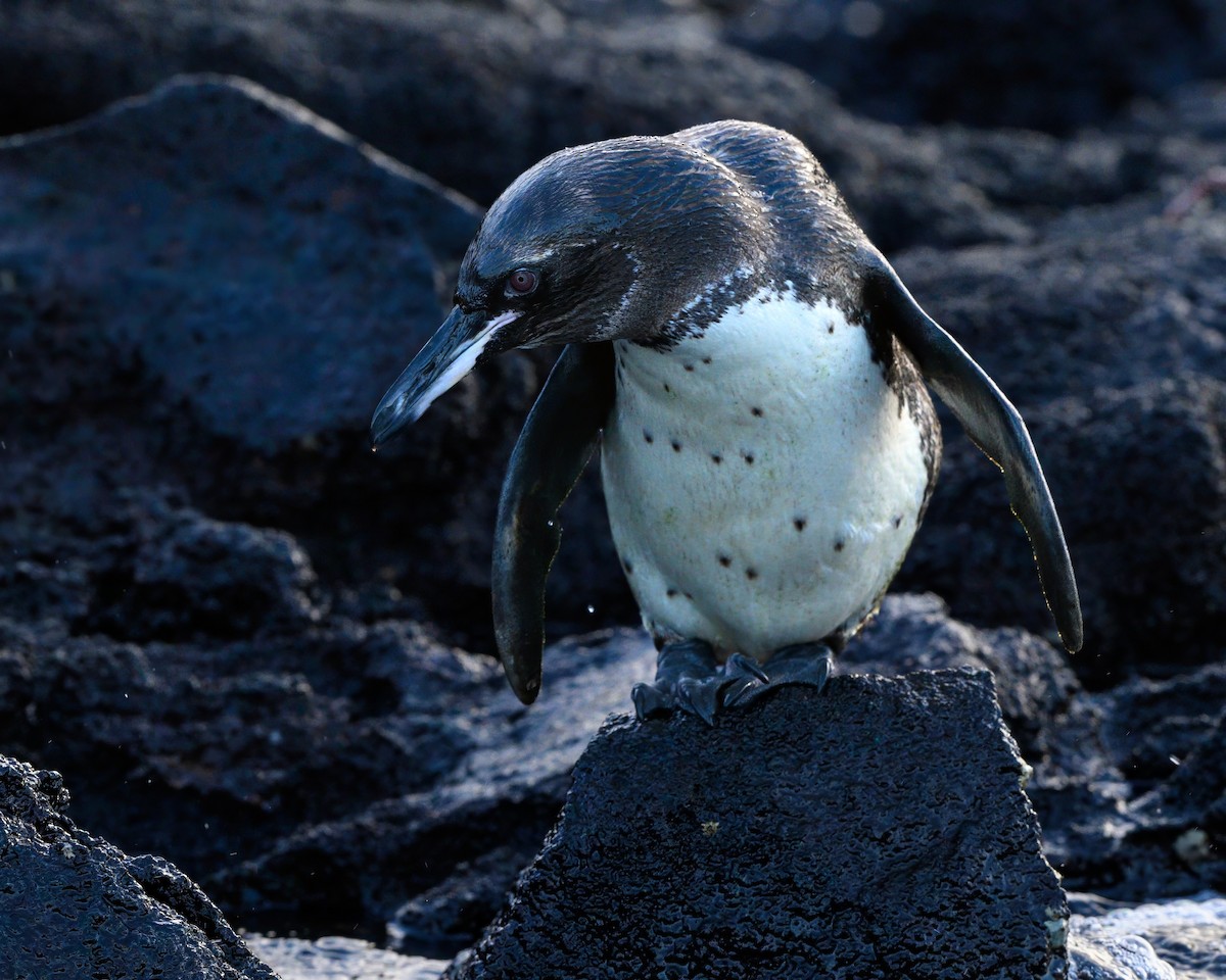 Pingüino de Galápagos - ML621080573