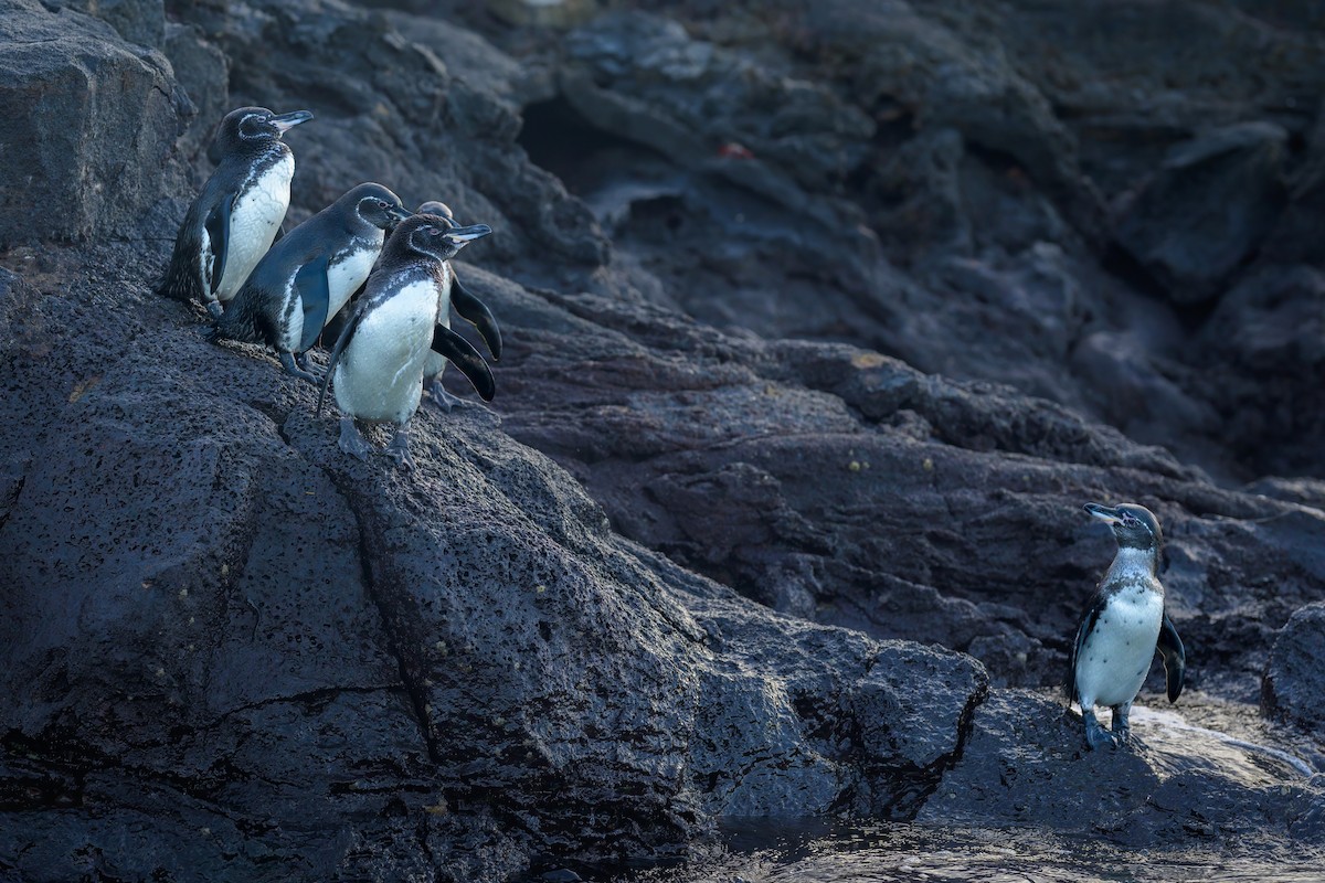 Pingüino de Galápagos - ML621080574