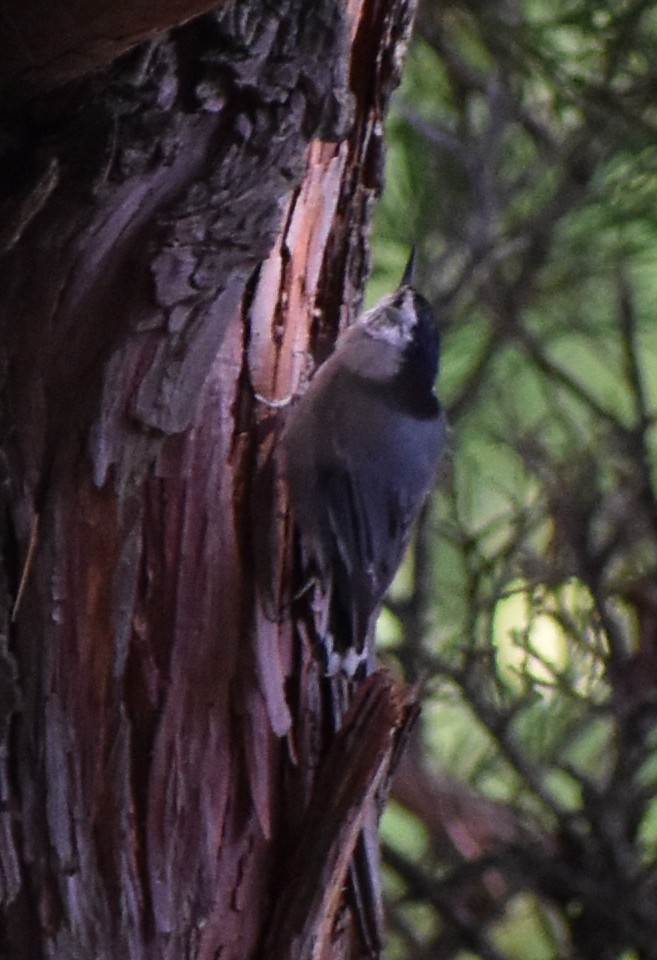 White-breasted Nuthatch - ML621080586