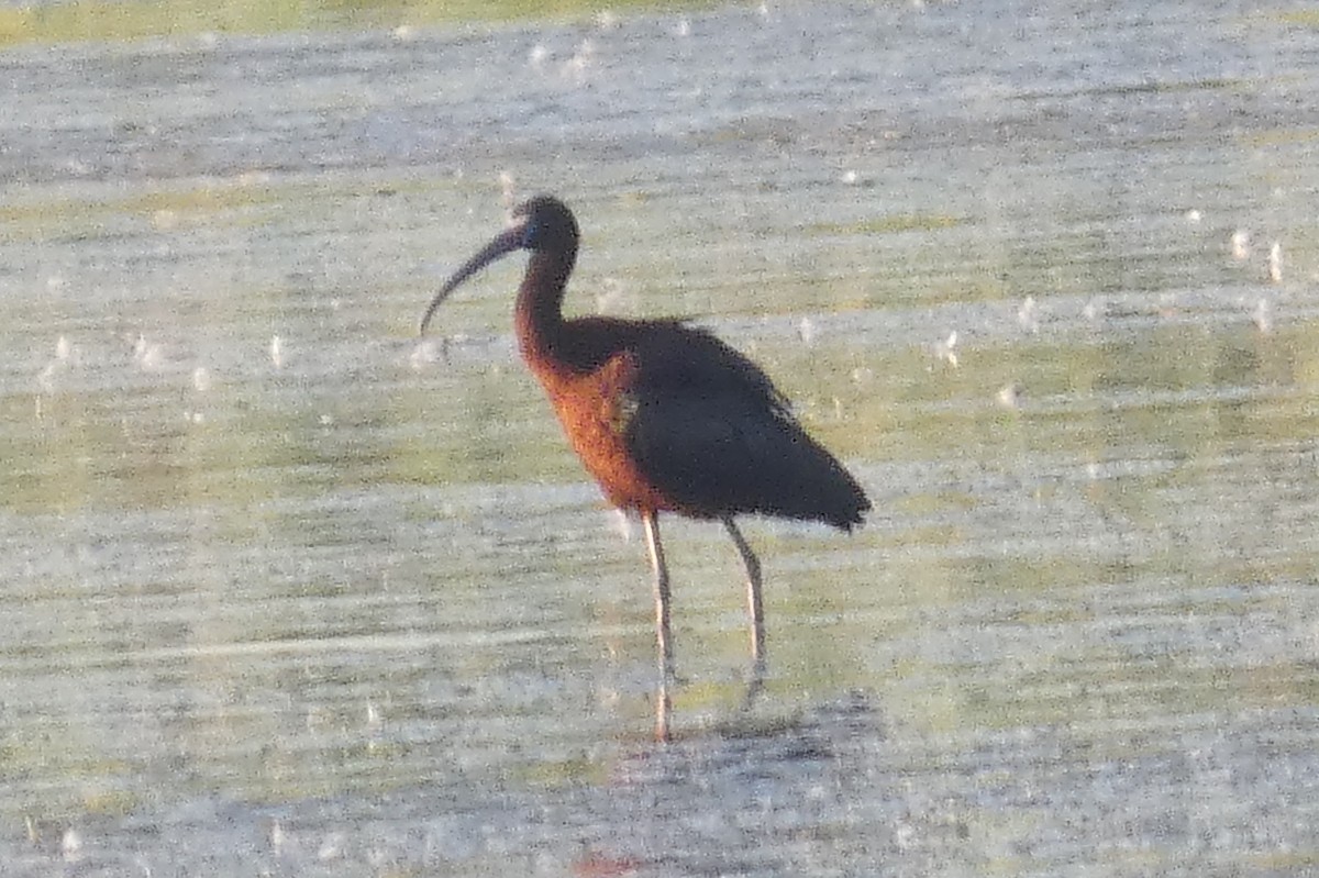 ibis hnědý/americký - ML621080590