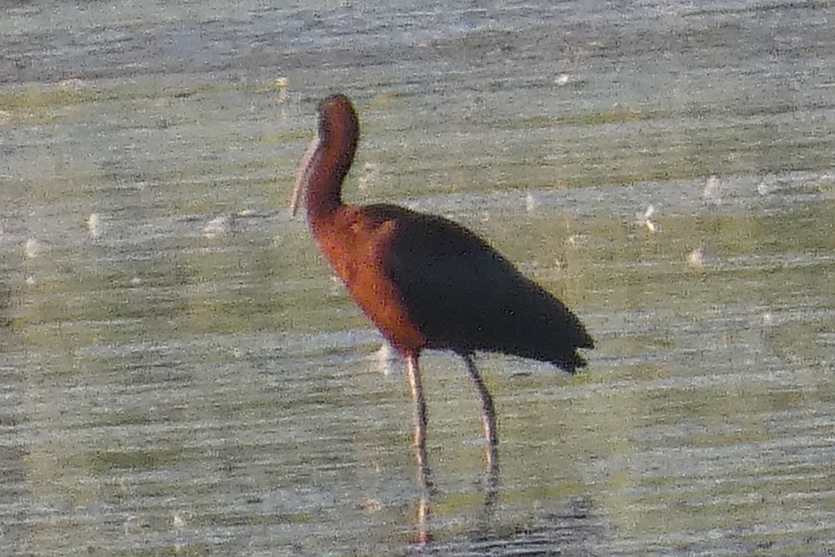 ibis hnědý/americký - ML621080591