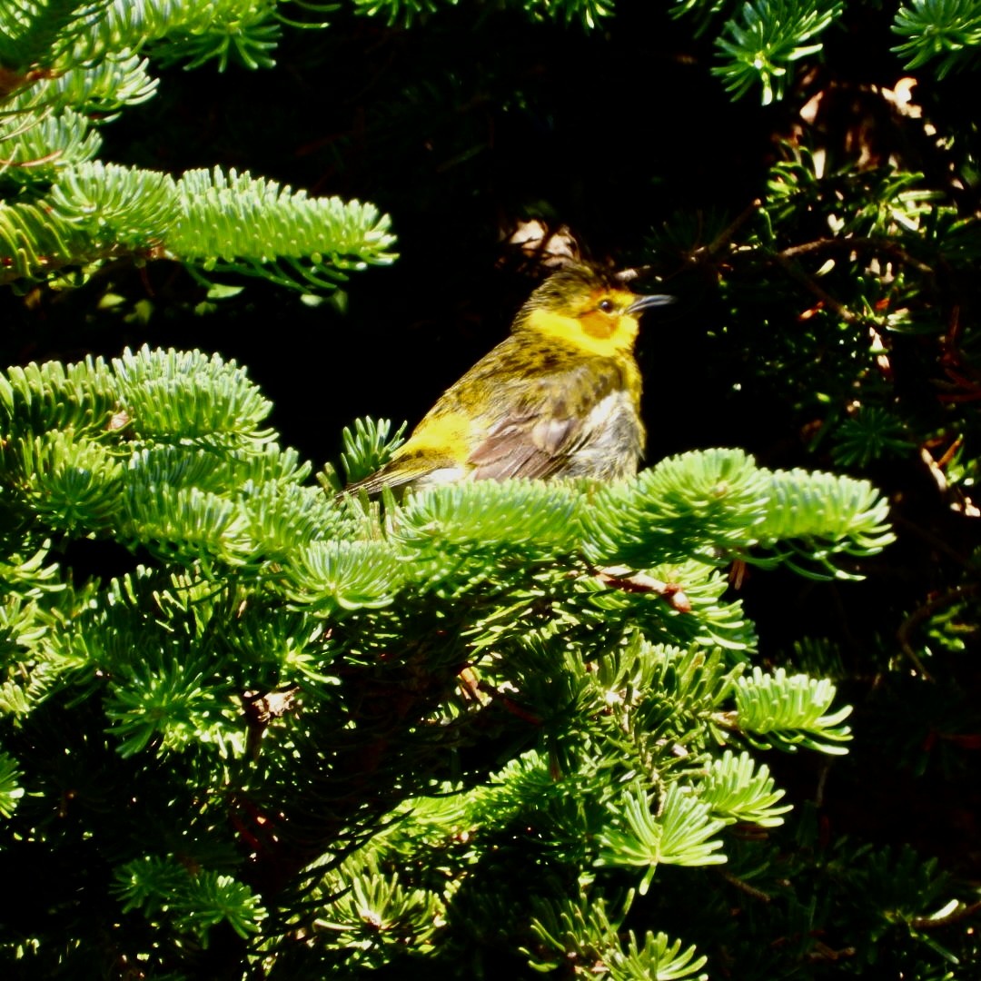 Cape May Warbler - ML621080607