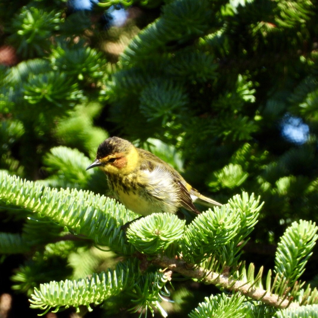 Cape May Warbler - ML621080608