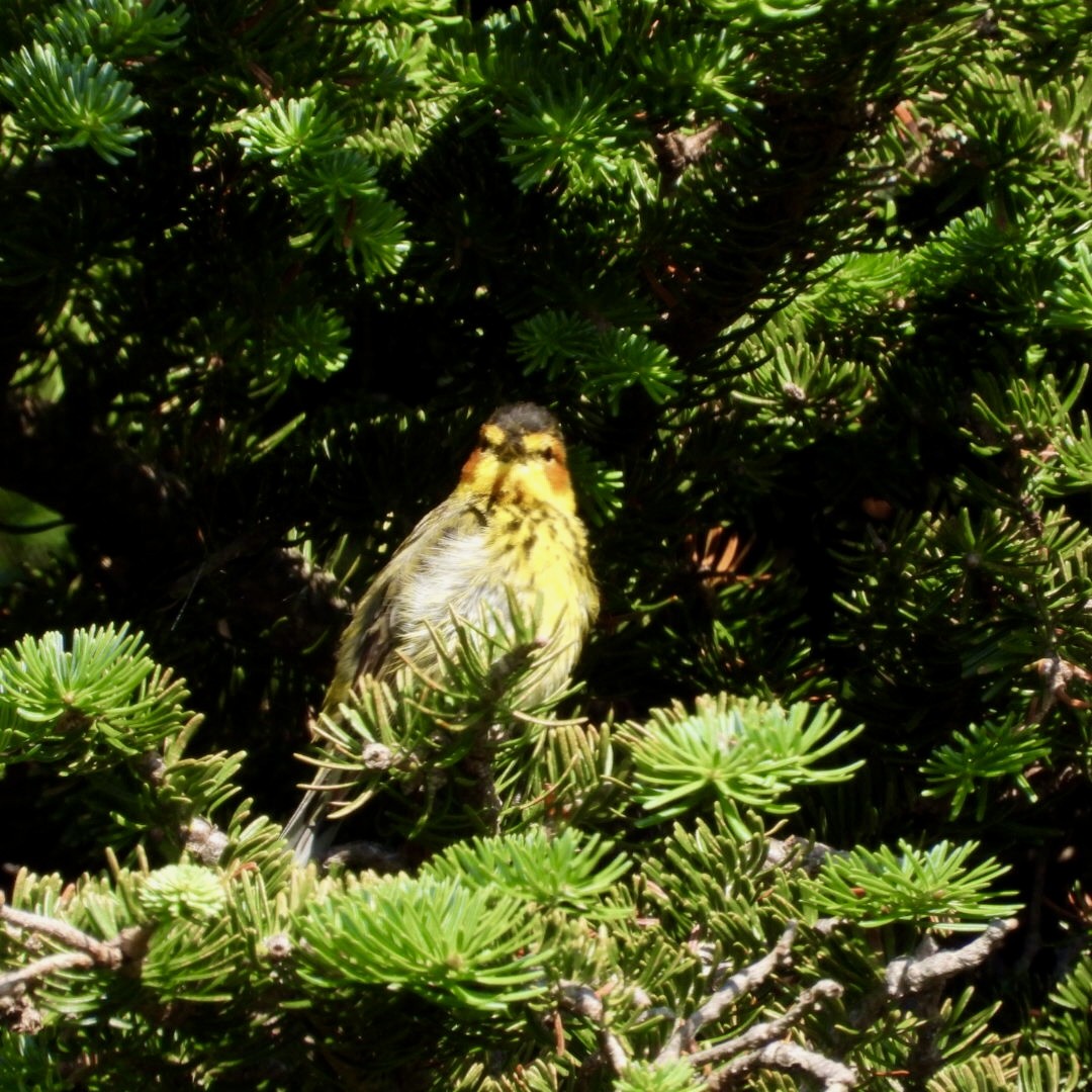 Cape May Warbler - ML621080609