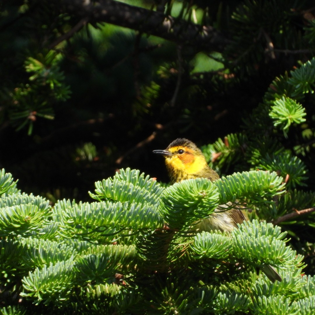 Cape May Warbler - ML621080610