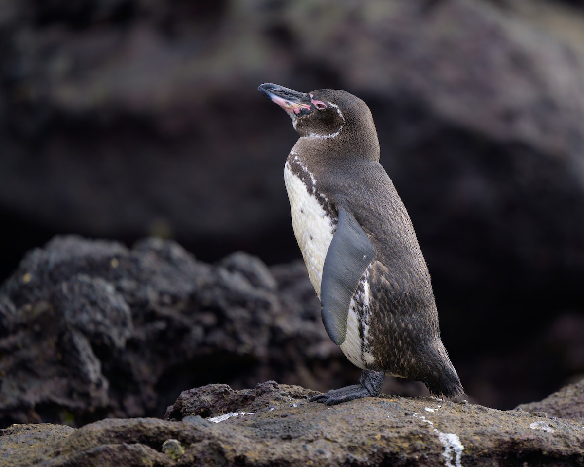 Galapagos Penguin - Sean Crockett