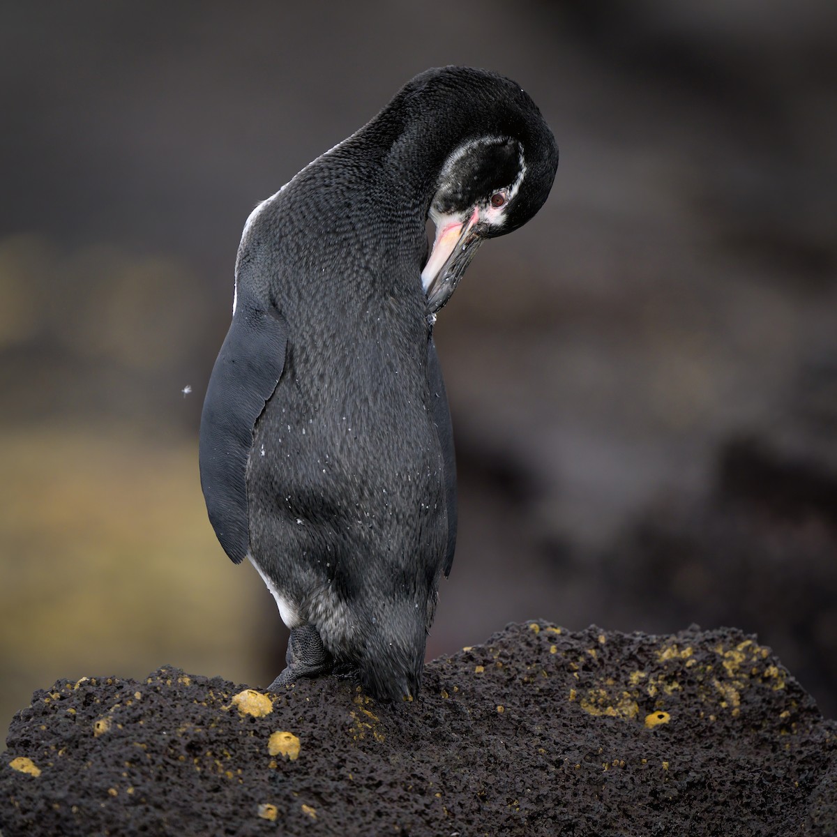 Галапагосский пингвин - ML621080622