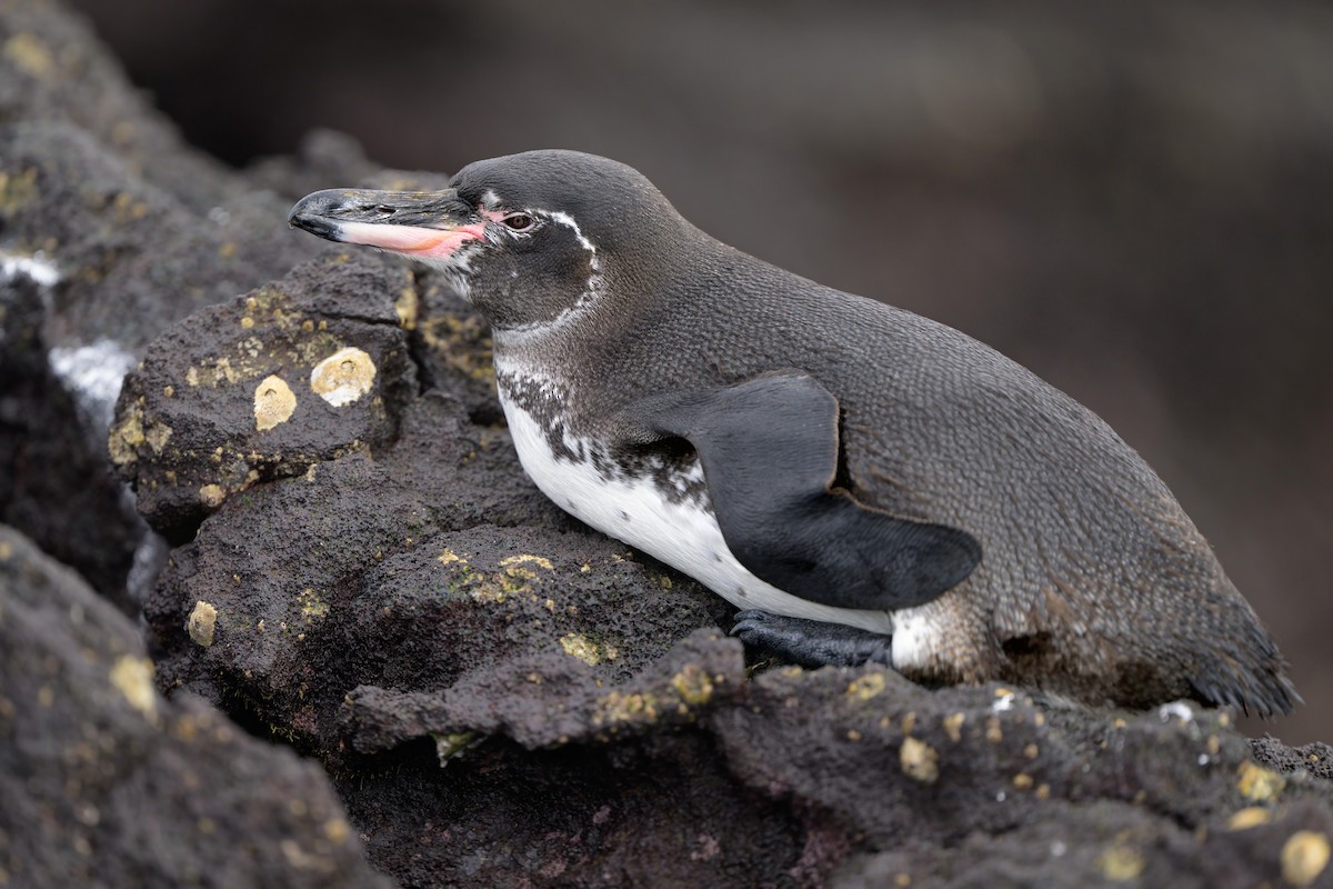 Galapagos Penguin - Sean Crockett