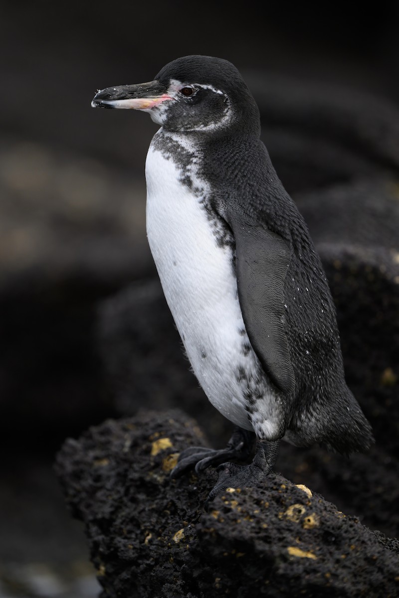 Pingüino de Galápagos - ML621080624