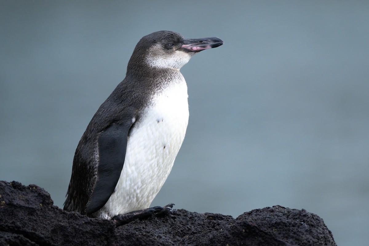 Галапагосский пингвин - ML621080625
