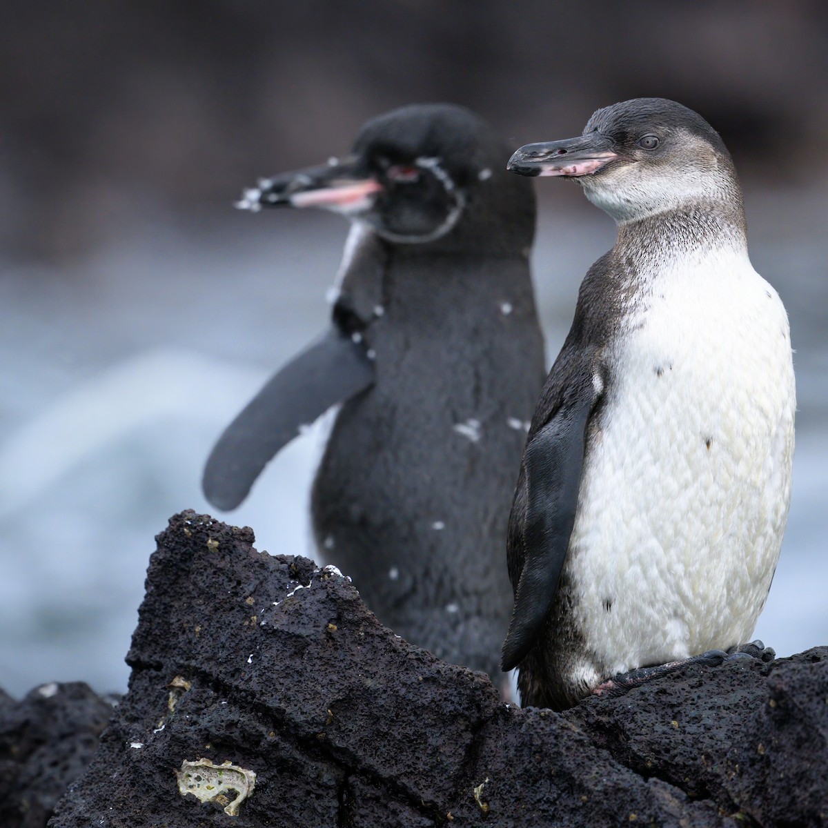 Pingüino de Galápagos - ML621080626