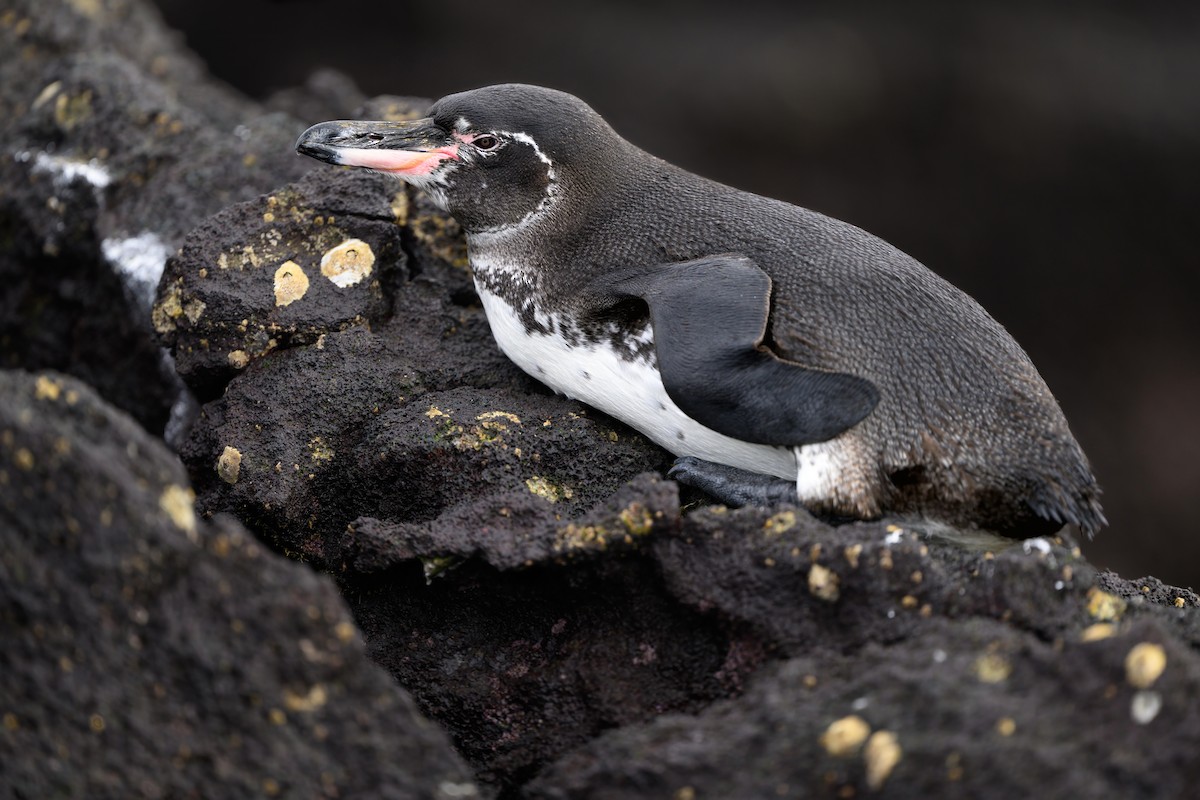 Galapagos Penguin - ML621080627