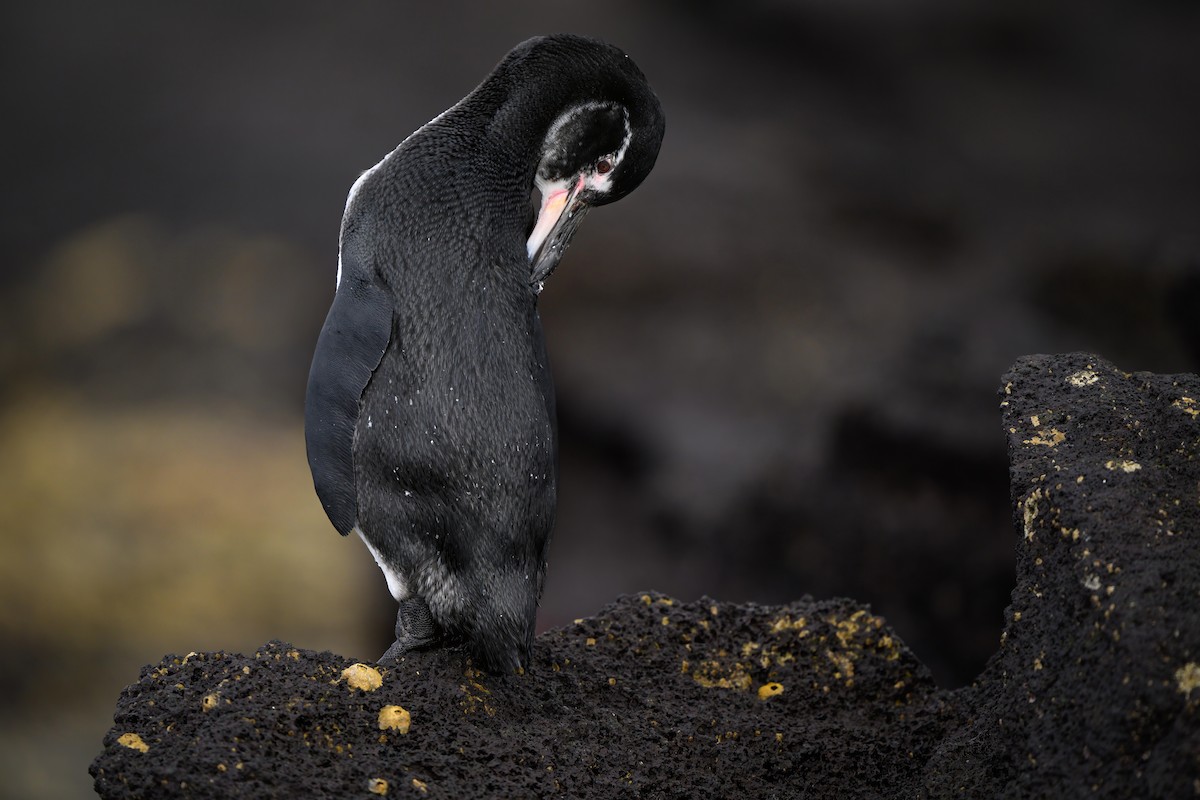 Pingüino de Galápagos - ML621080628