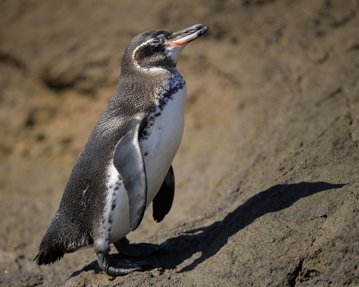 Pingüino de Galápagos - ML621080650