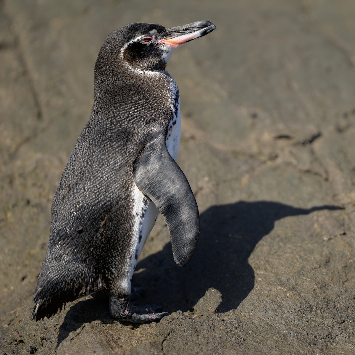 Pingüino de Galápagos - ML621080651