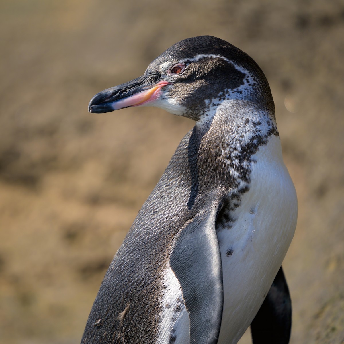 Pingüino de Galápagos - ML621080652