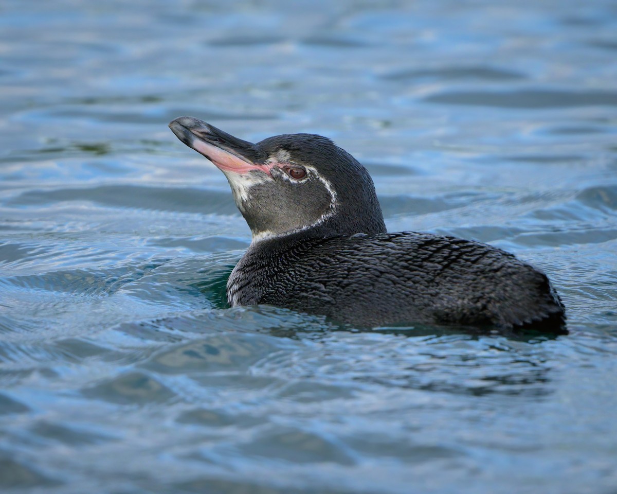 Pingüino de Galápagos - ML621080658