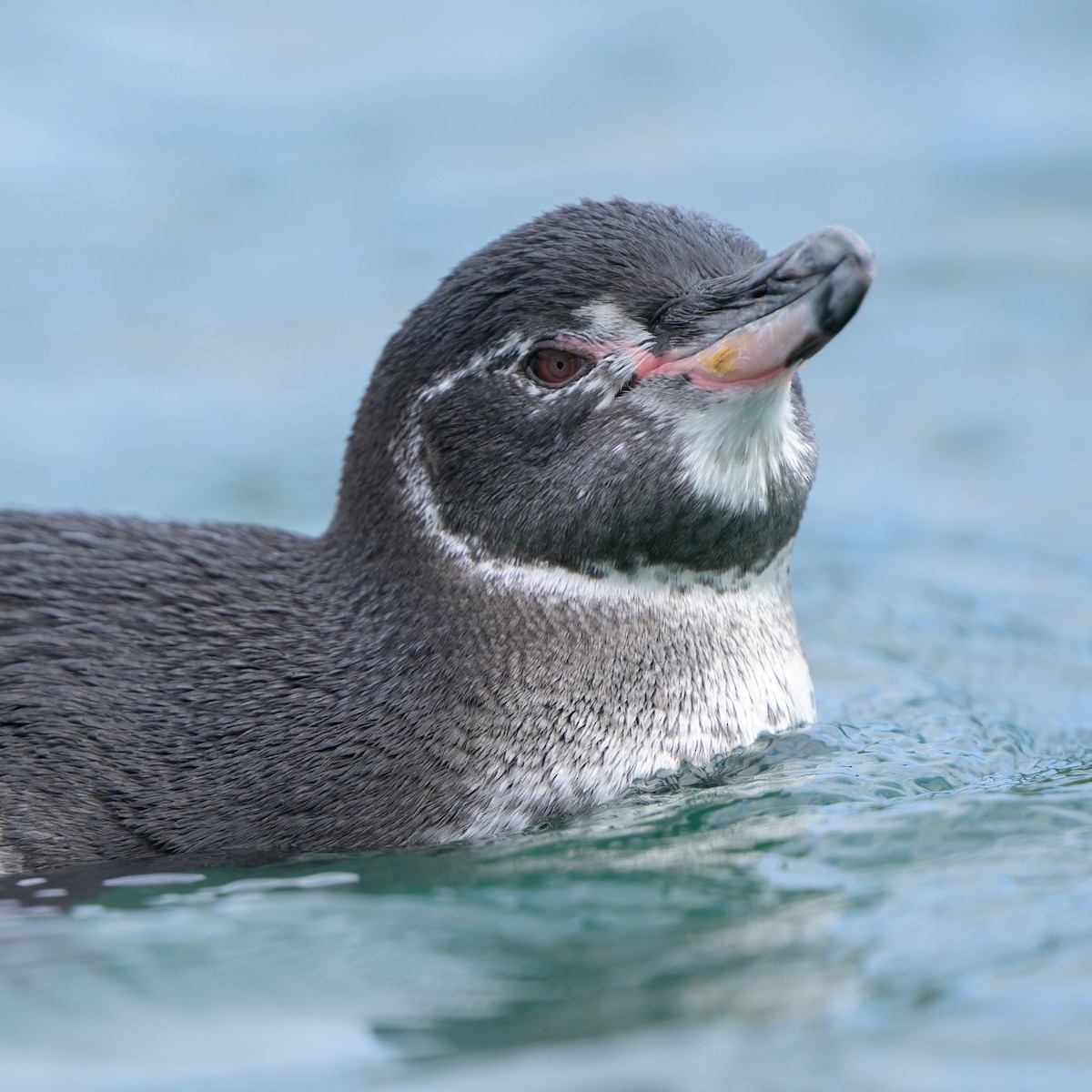 Pingüino de Galápagos - ML621080659