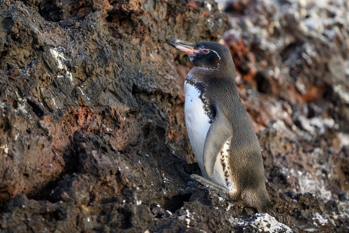 Galapagos Penguin - ML621080662