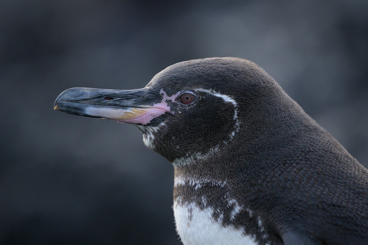 Galapagos Penguin - ML621080681
