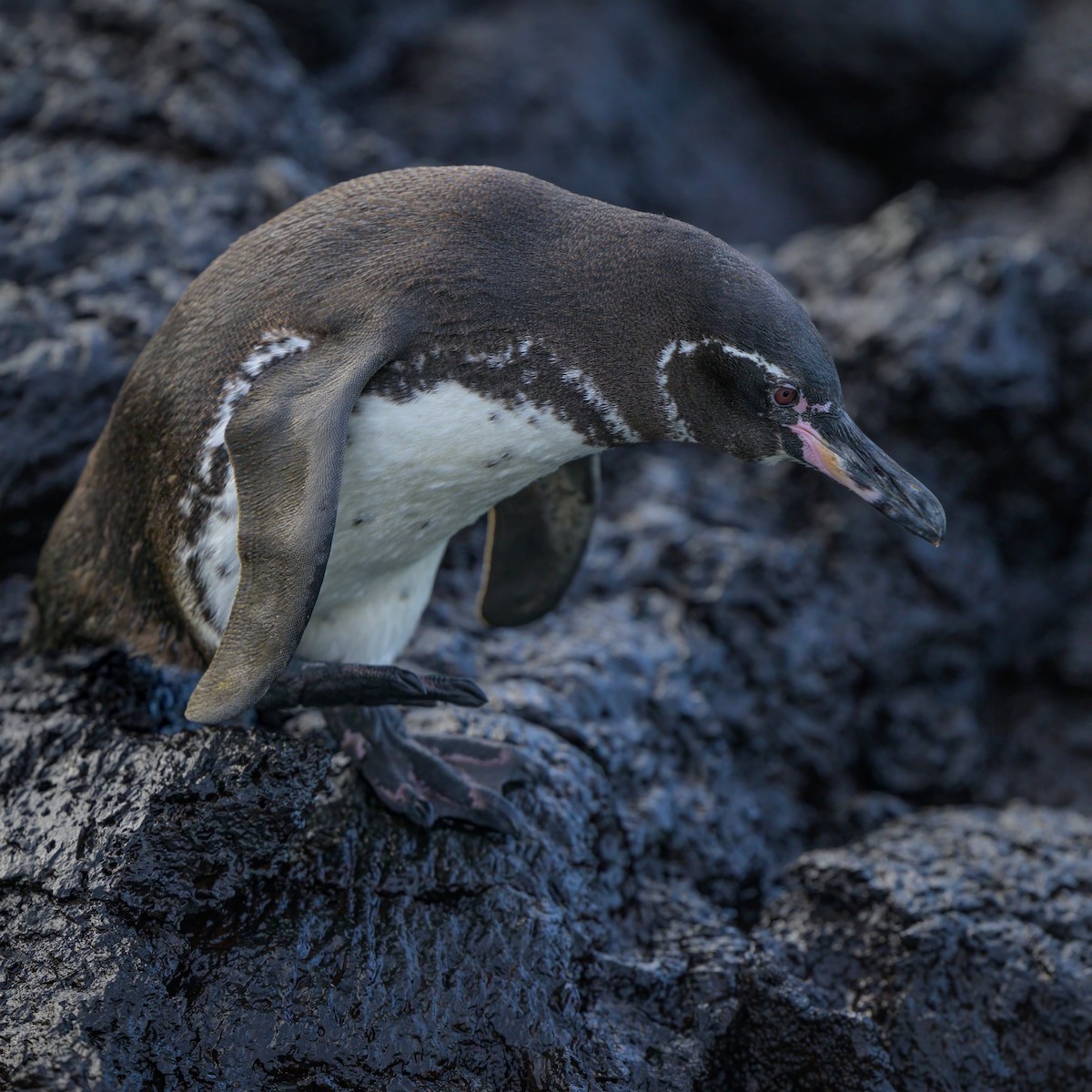 Galapagos Penguin - ML621080682