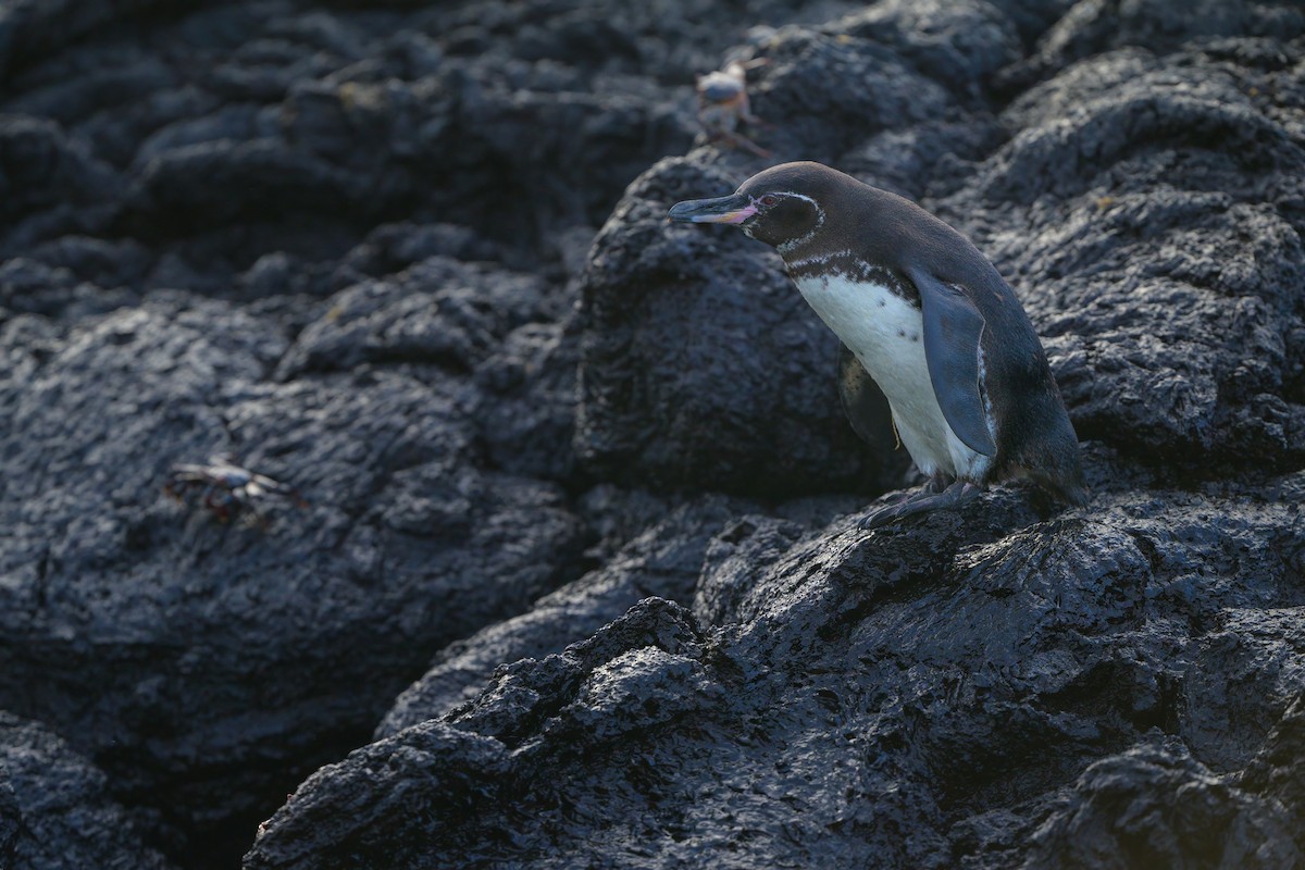 Galapagos Penguin - ML621080683