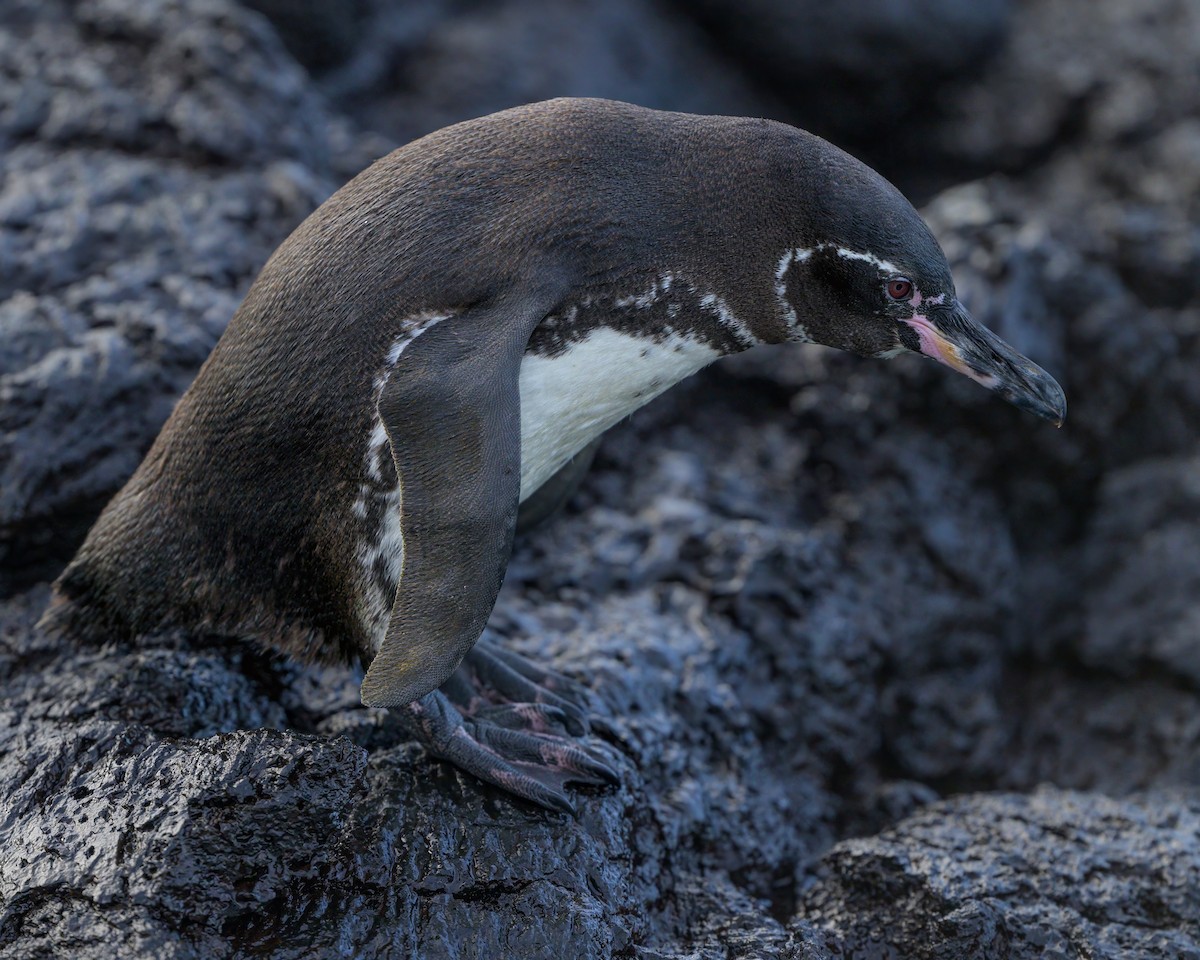 Galapagos Penguin - ML621080684