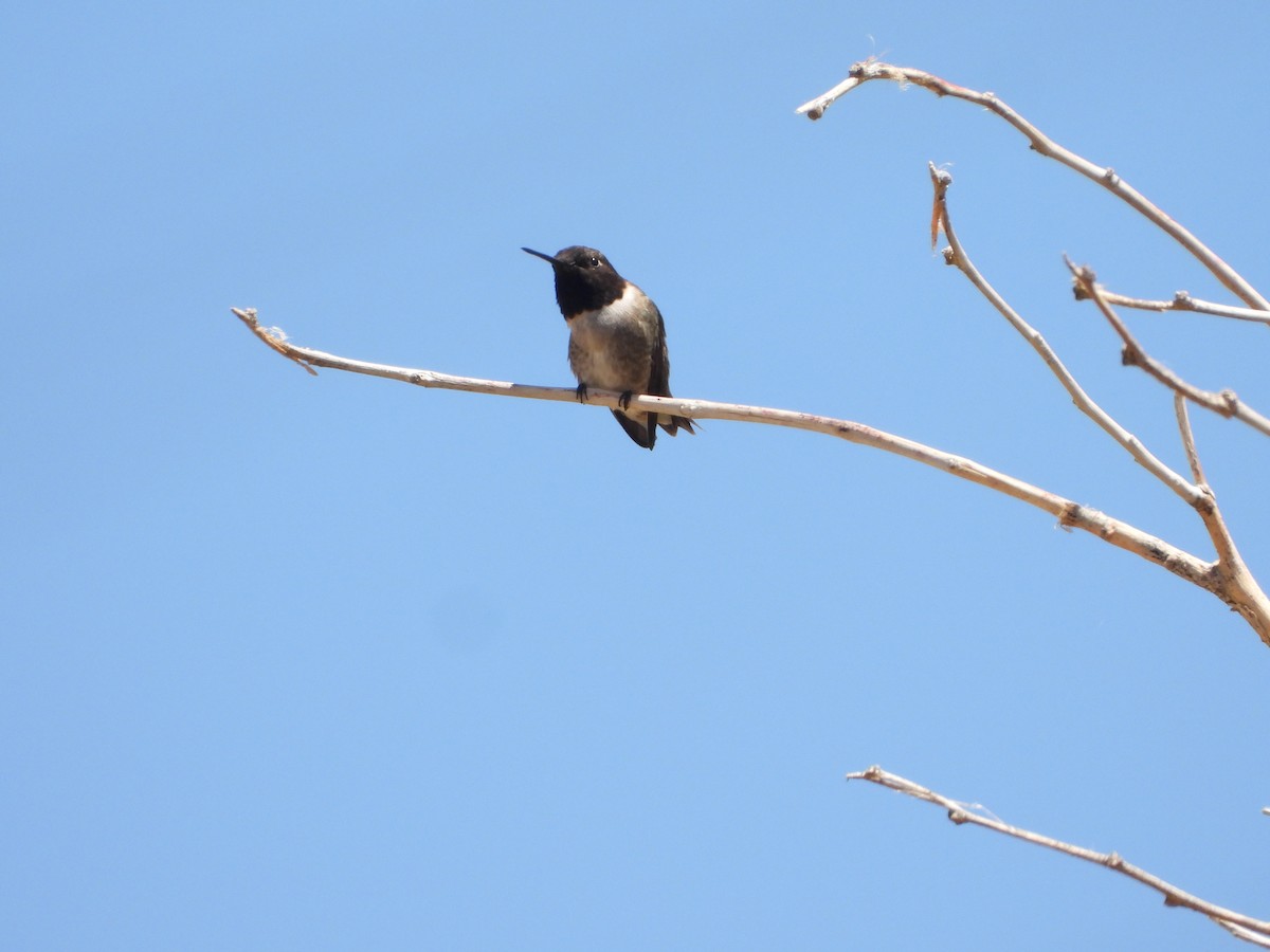 Black-chinned Hummingbird - ML621080713
