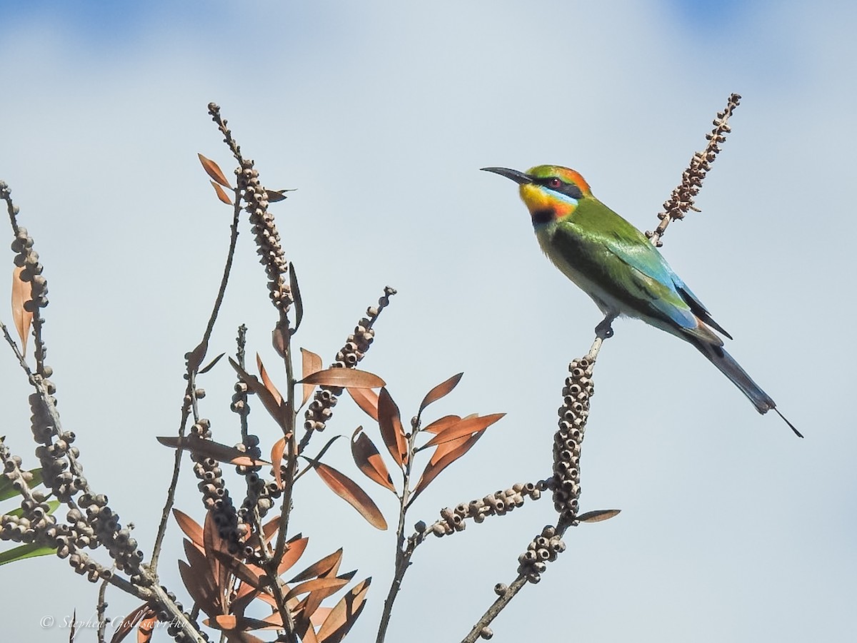 Rainbow Bee-eater - ML621080714