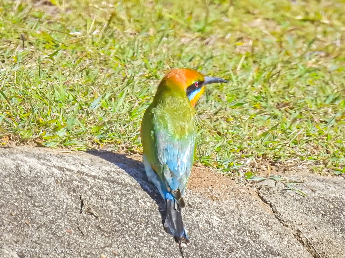 Rainbow Bee-eater - ML621080715