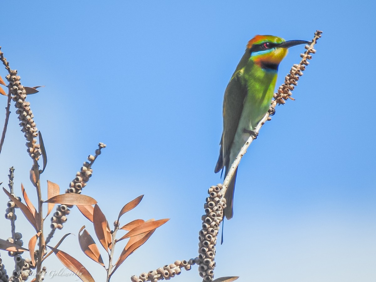 Rainbow Bee-eater - ML621080716