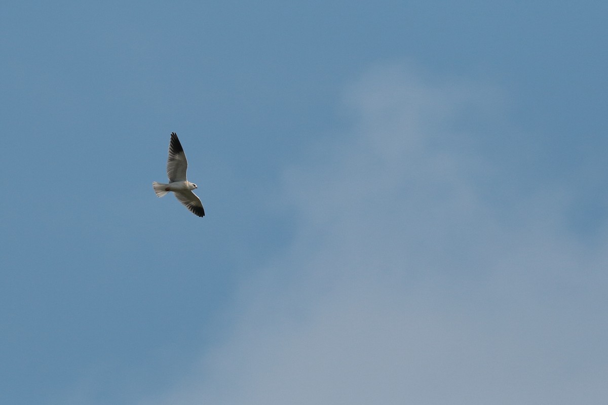 Black-winged Kite - ML621080727