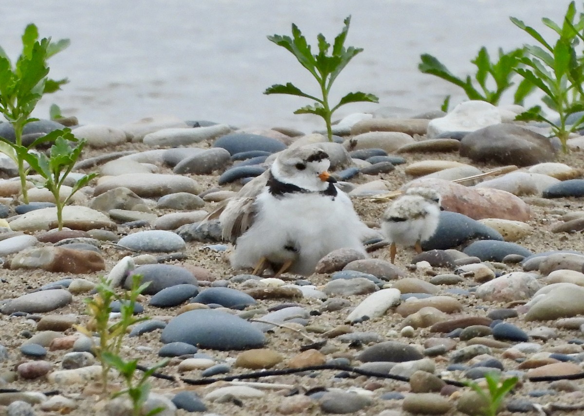 Piping Plover - ML621080735