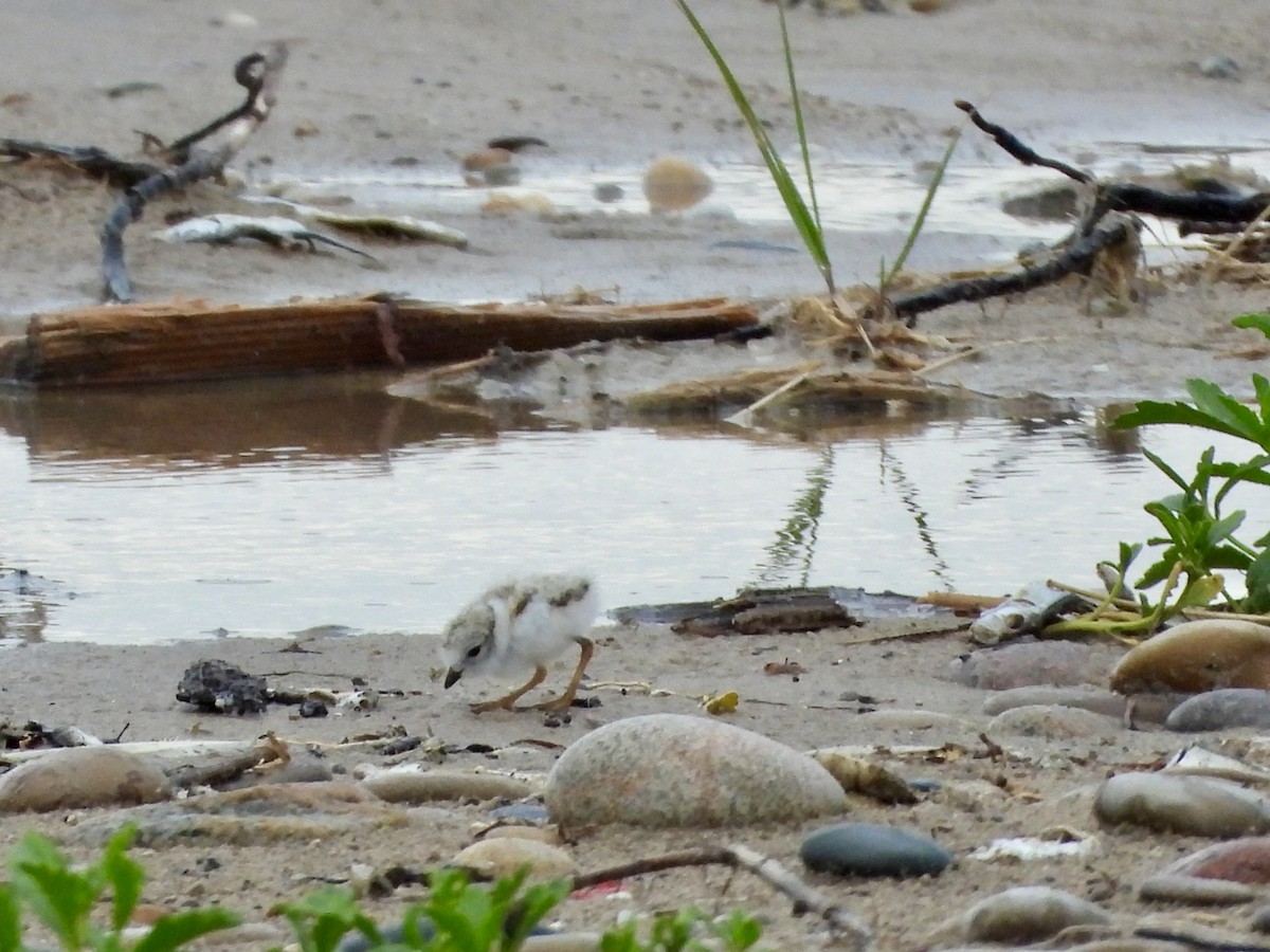 Piping Plover - ML621080742