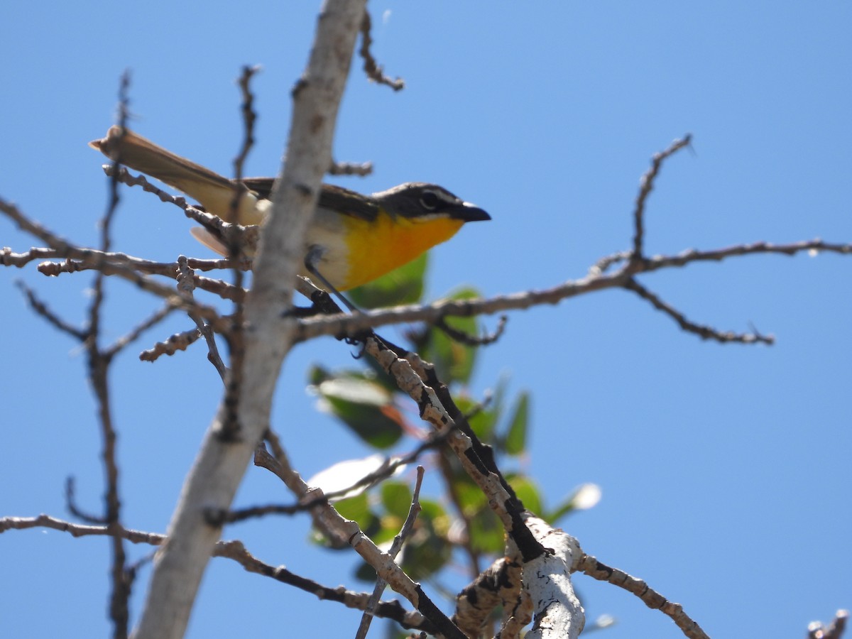 Yellow-breasted Chat - ML621080746