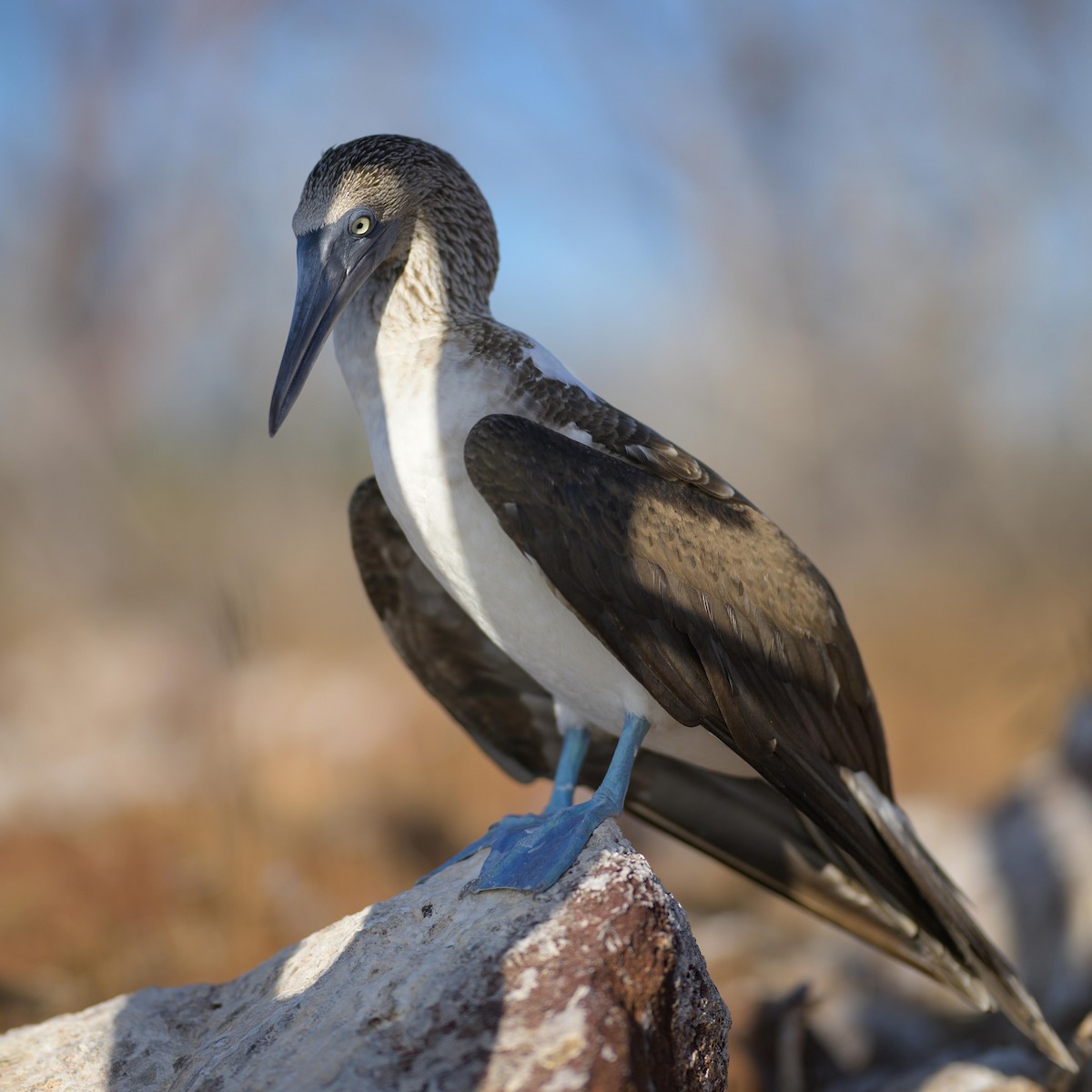 Blue-footed Booby - ML621080750