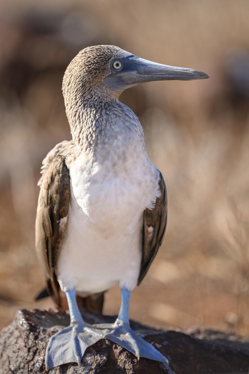 Blue-footed Booby - ML621080751