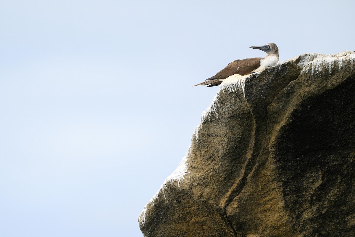Blue-footed Booby - ML621080757