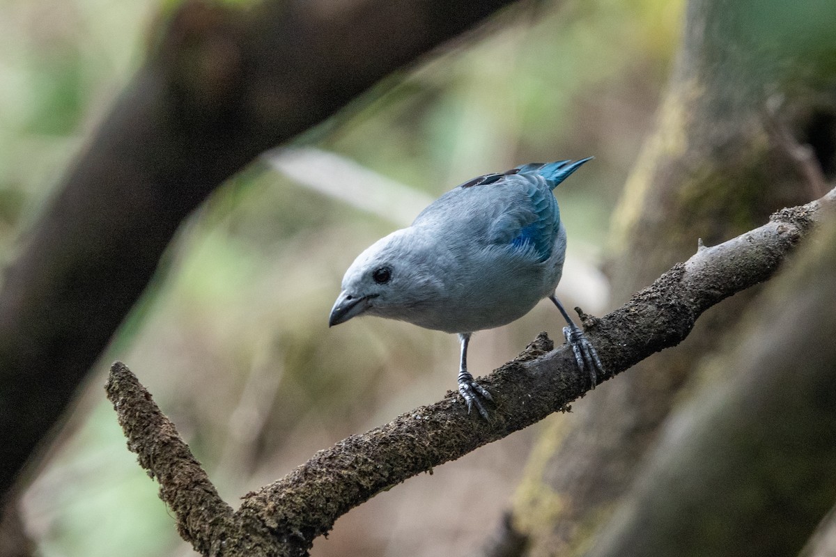 Blue-gray Tanager - ML621080766