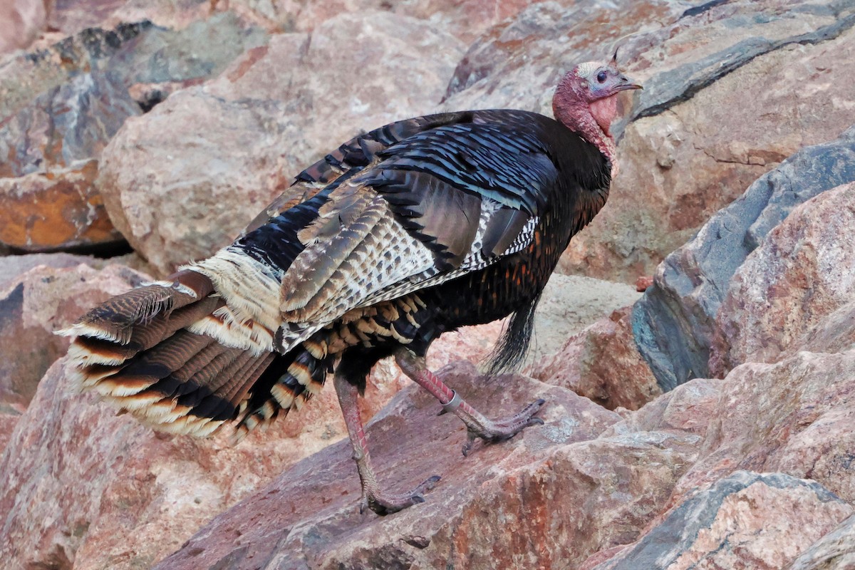 Wild Turkey - ML621080800