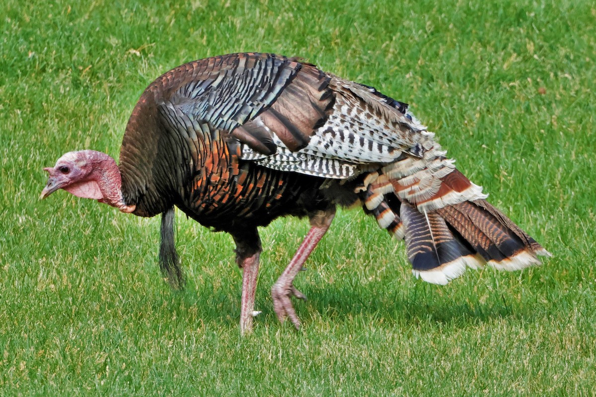 Wild Turkey - ML621080801