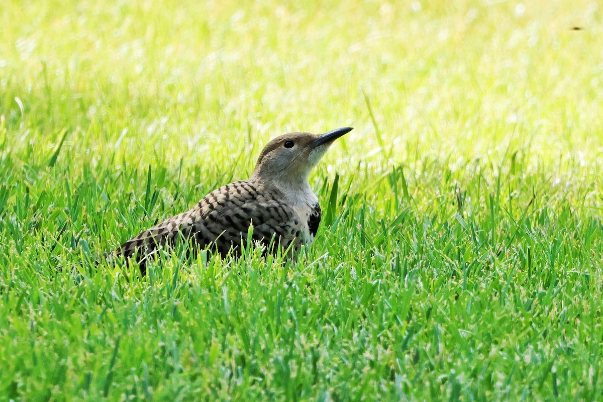 Northern Flicker - ML621080817