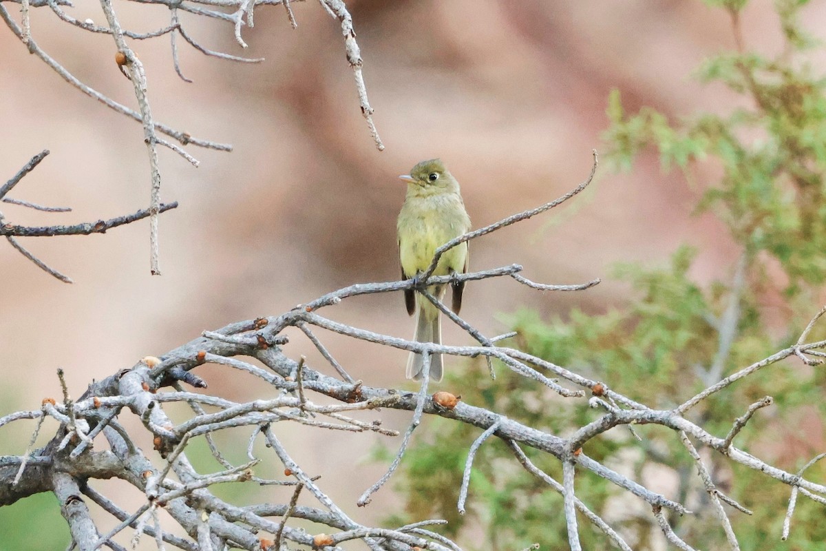 Western Flycatcher (Cordilleran) - ML621080825