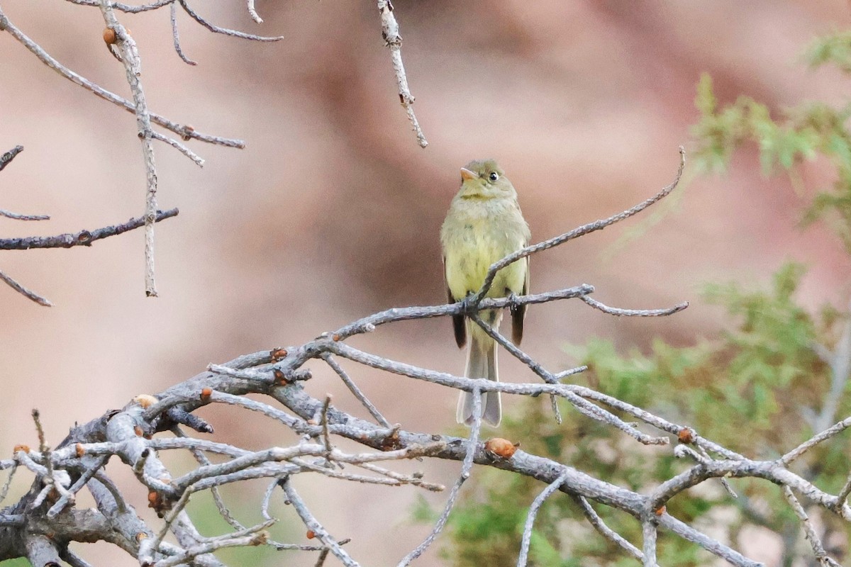 Western Flycatcher (Cordilleran) - ML621080826