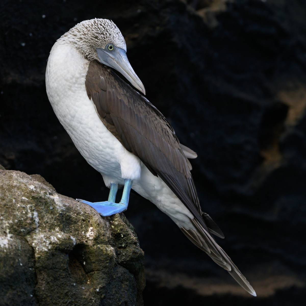 Blue-footed Booby - ML621080831