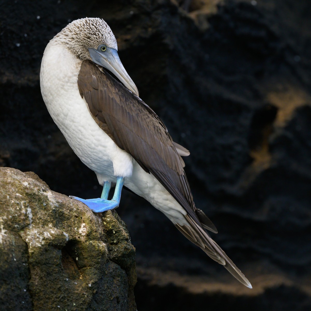 Blue-footed Booby - ML621080832