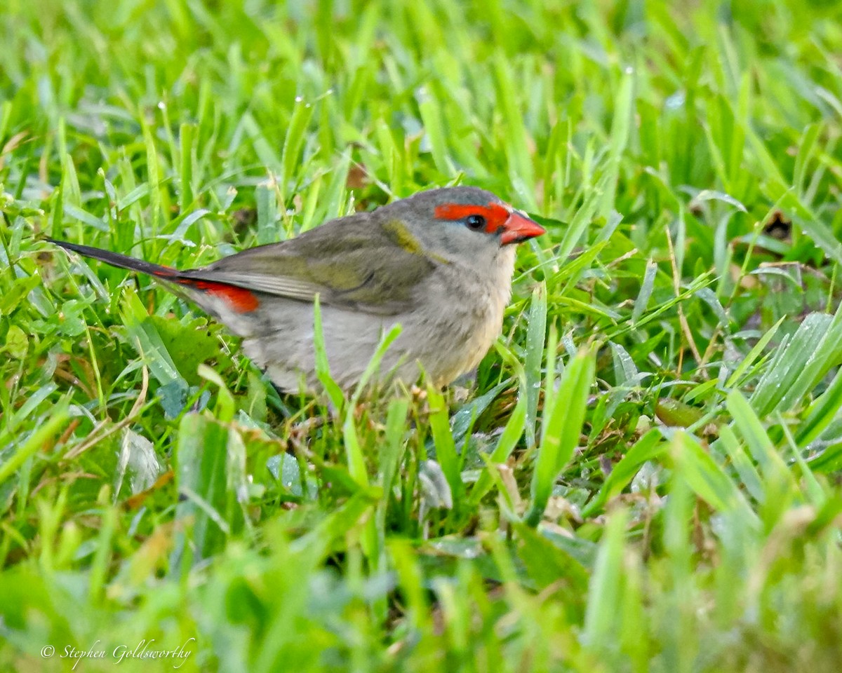 Red-browed Firetail - ML621080834