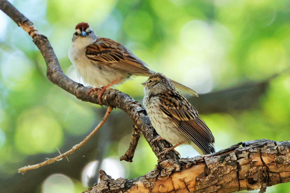 Chipping Sparrow - ML621080839